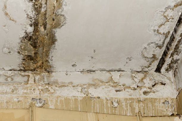 Best Mold Removal for HVAC Installations  in Snyderville, UT