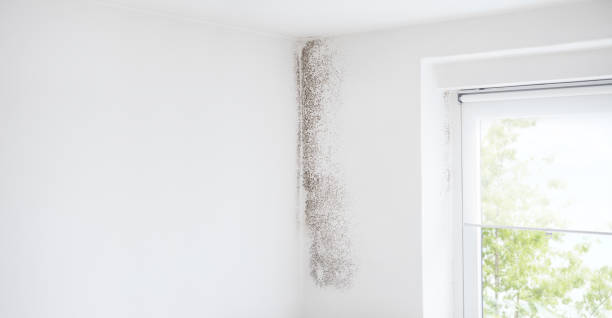 Trusted Snyderville, UT Mold Removal Experts