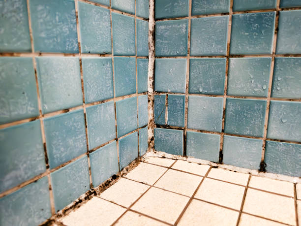 Best Asbestos and Lead Testing During Mold Inspection  in Snyderville, UT