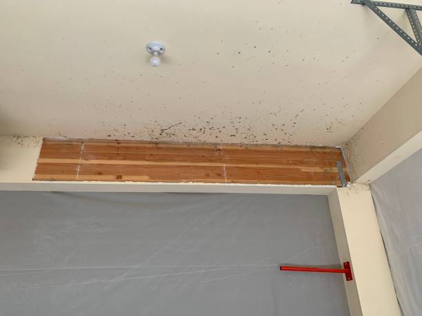 Best Water Damage & Mold Remediation  in Snyderville, UT